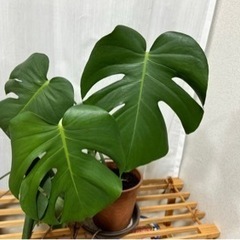 観葉植物