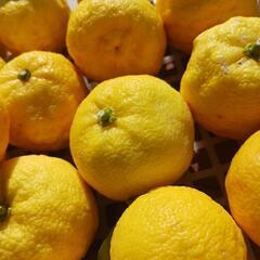 無農薬ゆず　30こ　150円