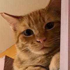 茶とらのマロンちゃん里親様決まりました💖