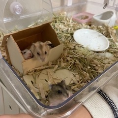 ジャンガリアンハムスター🐹
