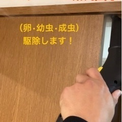 トコジラミ（南京虫）駆除　90日保証 - 害虫/害獣駆除