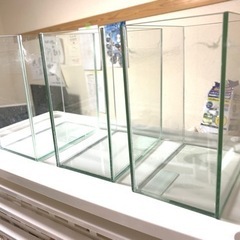 ベタ　コレクションケースM 3個