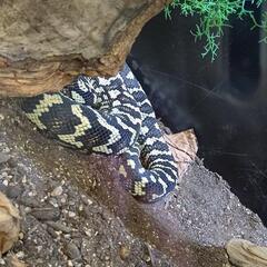 蛇飼ってます（爬虫類飼育仲間募集）