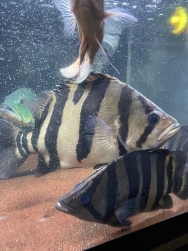 ダトニオ、熱帯魚、大型魚