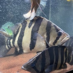 ダトニオ、熱帯魚、大型魚