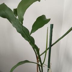 月下美人　(高さ約150センチ)の画像