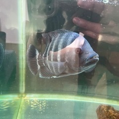 ティラピア　熱帯魚　今日夕方迄引き渡しで無料の画像