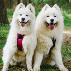 サモエド犬の情報をお持ちの方へ！
