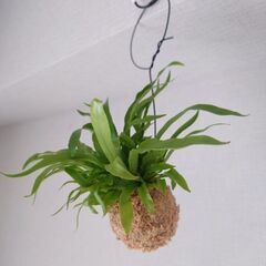 【お取引中】アスプレニウム「アンティキューム」吊り下げ苔玉 ハンギング