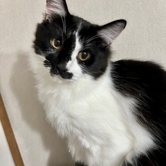 🍀ふわふわ中毛のブチ猫♂ とおすましサビ猫♀ の兄弟😻😻募集一時...
