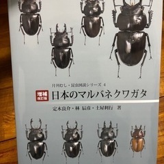 🉐日本のマルバネクワガタ　