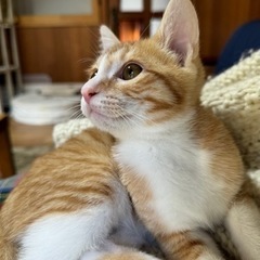 ゴロゴロ甘えん坊の茶白猫 - 猫