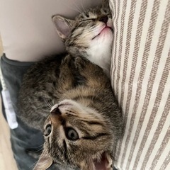 子猫ちゃん兄弟で里親様を探しています(決まりました) − 千葉県