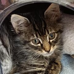 （一旦中止）長毛子猫キジトラ　開（かい）♂　1/21石巻で譲渡会...