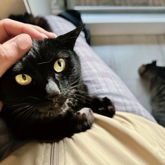 YouTuber仲間を本気募集🐾