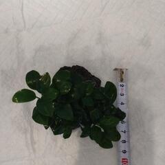 【取引中】アヌビアスナナプチの画像