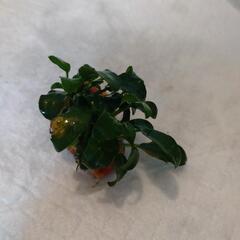【取引中】アヌビアスナナプチの画像