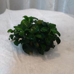 【取引中】アヌビアスナナプチの画像