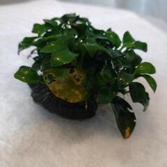 【取引中】アヌビアスナナプチの画像