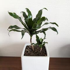 観葉植物　ドラセナコンパクタの画像
