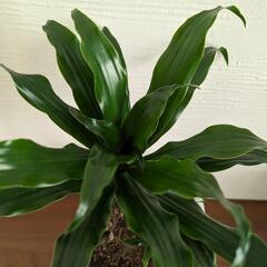 観葉植物　ドラセナコンパクタの画像
