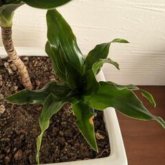 観葉植物　ドラセナコンパクタの画像