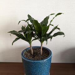 観葉植物　ドラセナコンパクタの画像