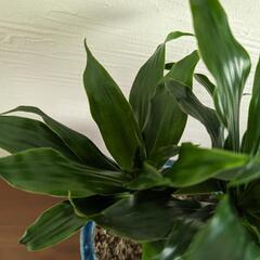 観葉植物　ドラセナコンパクタの画像
