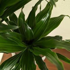 観葉植物　ドラセナコンパクタの画像