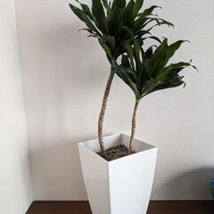観葉植物　ドラセナコンパクタの画像