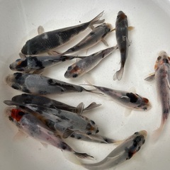 小さな錦鯉　白移り　10cmくらい　1匹