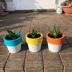 アロエ