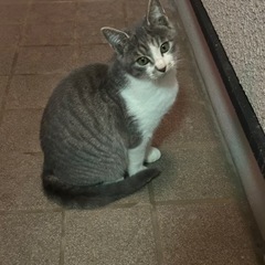 野良の子猫の里親を募集しています。