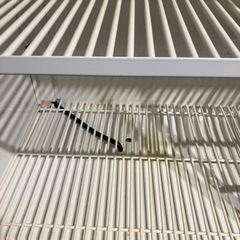 冷蔵ショーケース　の画像