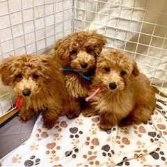 犬猫のお世話の画像