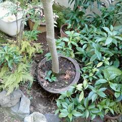 紅葉の画像