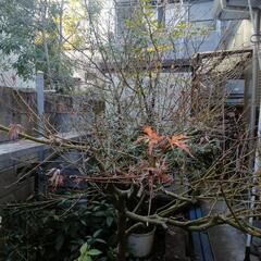 紅葉の画像