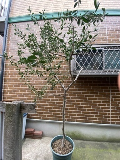 【お値下げ中】【植物】オリーブの木　取りに来てくれる方にお譲りします。