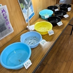 メダカ各種の画像