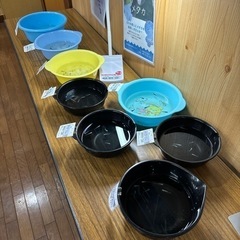 メダカ各種の画像