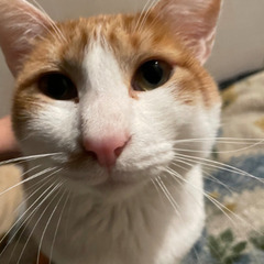 猫を救ってくださる方へ