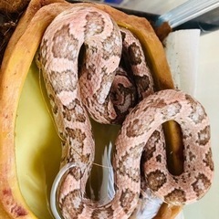 爬虫類大好きメンバー募集 - その他