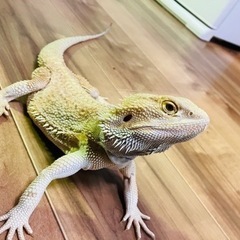 爬虫類大好きメンバー募集 − 千葉県