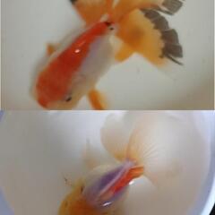【販売前です】オランダ獅子頭①(稚魚20匹～) 