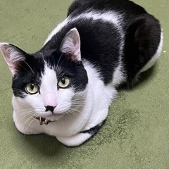 約1歳8ヶ月  保護猫♂ 人懐っこく品の良い子です