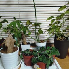 植物まとめ売り