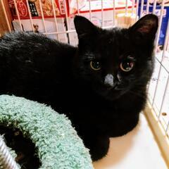真っ黒中毛子猫❣️３ヶ月❣️可愛い子❤️