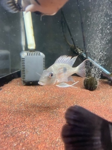 ゲオファーガス熱帯魚大型魚