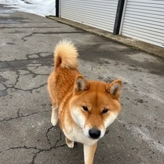 迷い犬　里親になってくれる方募集