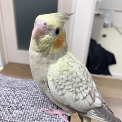 オカメインコ雛　お迎えされました(有償)